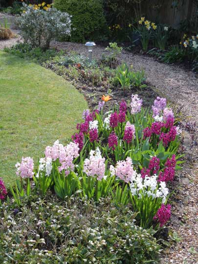 hyacinth bed